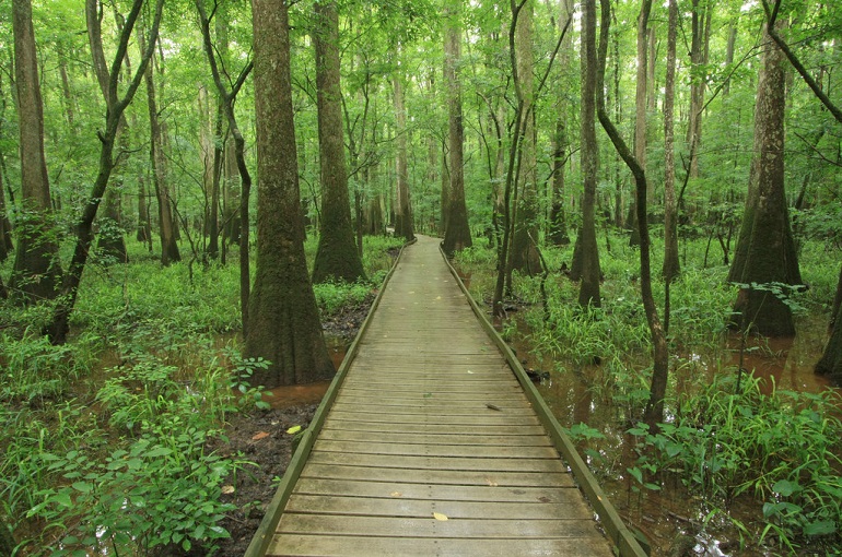 پارک ملی کانگری، کارولینای جنوبی (Congaree, South Carolina)