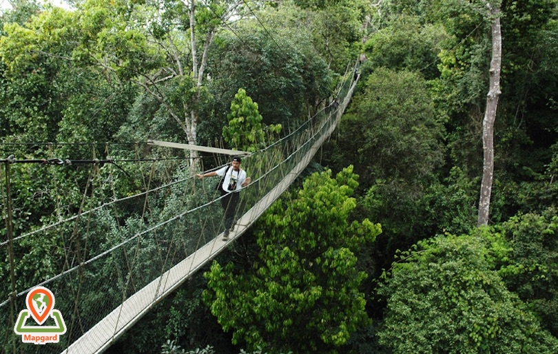 جنگل های تامان نگارا (Taman Negara)