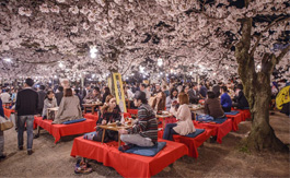 ویدیویی جذاب از فستیوال شکوفه های گیلاس | ژاپن