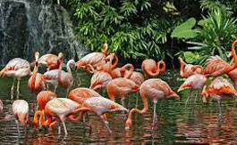 ویدیویی جالب از باغ پرندگان کوالالامپور | یکی مکان های گردشگری اکوتوریسم