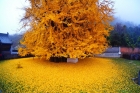 درخت چهل سکه یا جینگو (Ginkgo) | چین